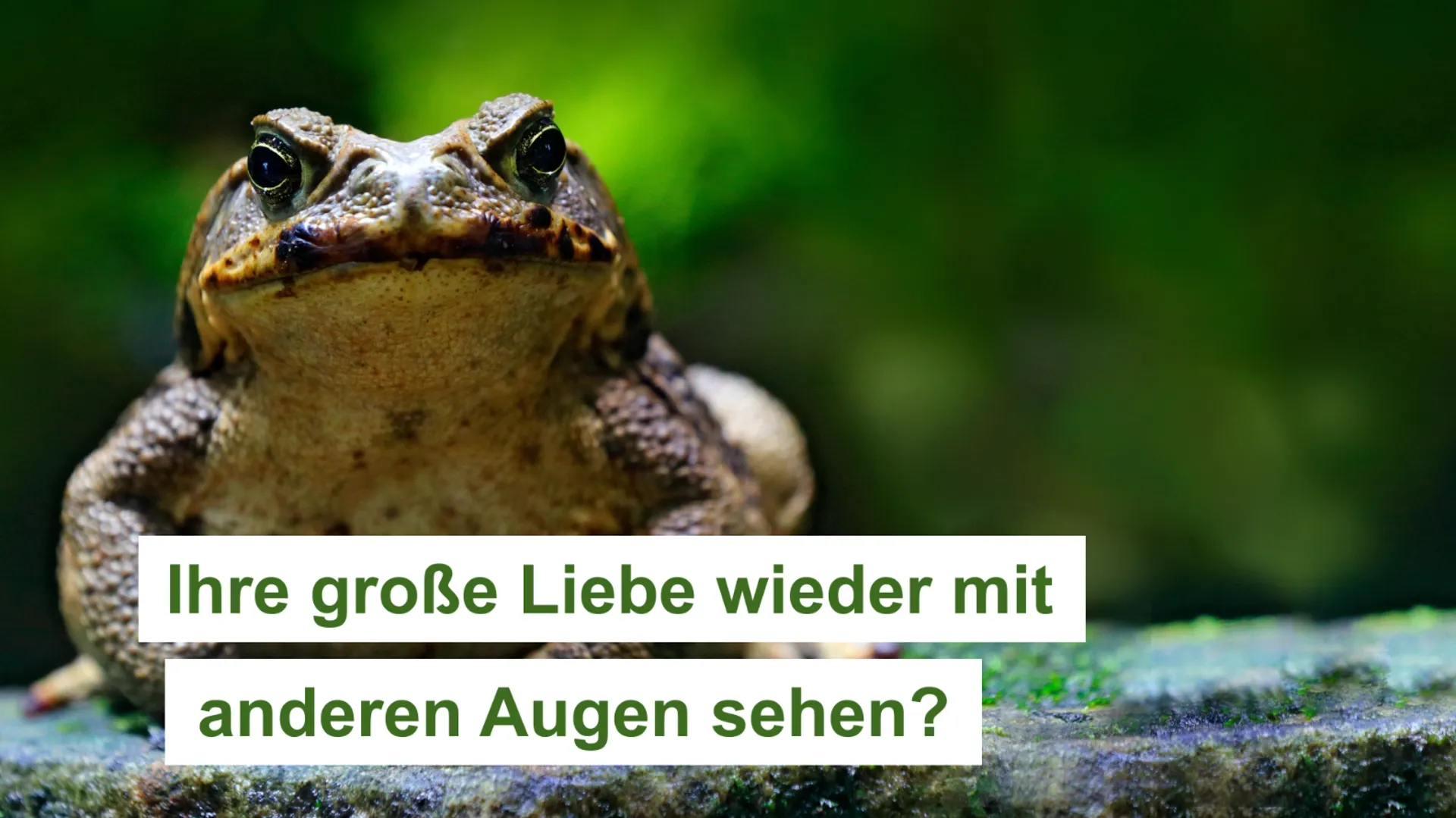 Bilder einer Kröte - Schrift Ihre große Liebe wieder mit anderen Augen sehen
